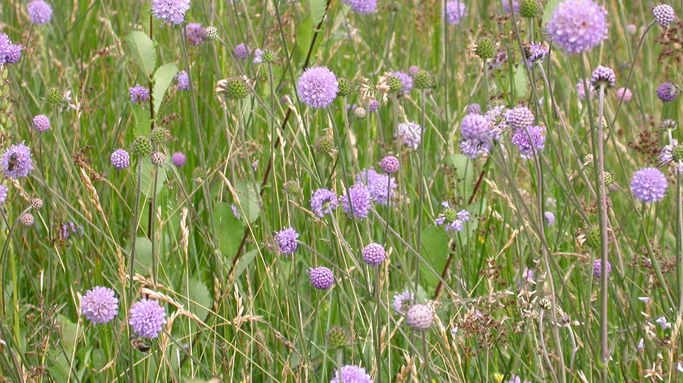 Best autumn activities: Devil's-bit scabious